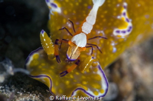 cerathosoma with emperor shrimp by Raffaele Livornese 